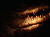 Close-up of a 14-Foot Crocodile