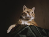 A Large Orange Cat Guards the Corner of a Bed in This Low-Angle View