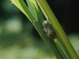 Frog on a Leaf