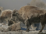 Bison Herd and Young Covered by Snow