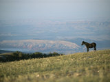 A Wild Horse Stands on a Hill Overlooking a Huge Western Landscape