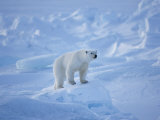 A Polar Bear in a Landscape of Rough Ice