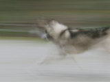 A Panned View of a Sled Dog Running