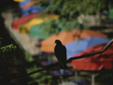 A Silhouetted Pigeon Surveys the Colorful Umbrellas of the Riverwalk