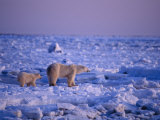 A Polar Bear and Her Cub Cross an Ice Field