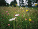 A Field of Blooming Wildflowers Containing Clover  Daisies and Others