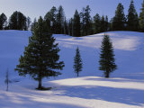 Evergreens Grace a Snowy Landscape