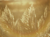 Sun Highlights Wispy Seedheads on Bullrushes