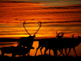 Caribou are Silhouetted against a Beautiful Orange Sky
