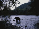 A Black Bear Searches for Sockeye Salmon in Shallow Waters