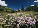 An Old Miners Cabin with Purple Asters in the Foreground