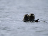 A Pair of Sea Otters Floating in the Waters off Adak Island