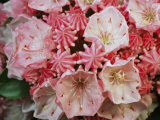 Close View of Blossoming Mountain Laurel