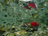 Red Salmon  Also Known as Sockeye Salmon  Cast Reflections in the Adams River