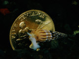 Philippine Gold Coin with Turret Shell
