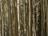A Large Grouping of Birch Trees