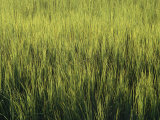 A Lush Patch of Aquatic Grasses in a Marsh