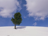 A Lone Whitebark Pine Tree on a Snowy Hill