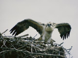 Osprey on its Nest