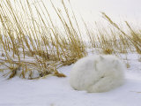 An Arctic Fox Curls up in the Snow for a Nap
