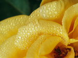 Close View of Dew on Olympic Gold Rose Petals
