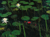 A Cuban Crocodile Lurks Almost Concealed Among Water Lily Pads and Blossoms