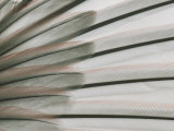 A Close View of a Black-Chinned Sparrows Feathers