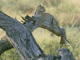 A Leopard Relaxes on a Fallen Tree Branch