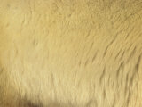 A Close View of Polar Bear Fur