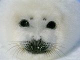 The Face of a Baby Harp Seal in the Fat Whitecoat Stage