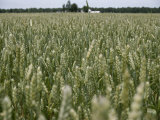A Thick Field of Milo  a Relative of Sorghum Used for Poultry Feed