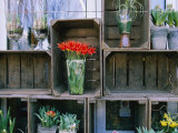 Tulips in Vases Atop Makeshift Wooden Crates