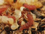 A Maculinea Alcon Caterpillar is Fed Liquids by a Myrmica Ant