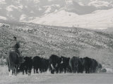 A Shot of Ranchers Pushing Cattle in December