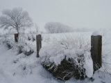 Snow  Rime Ice  and Fog Cover Cottonwood Trees and Sage