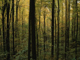 Woodland Scene