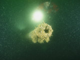 A Diver Shines His Flashlight on a Sediment-Covered World War Ii Gun