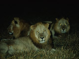 Eyes of Several African Lions Glow from a Strobe Flash in This Night View