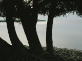 Trees are Silhouetted by the Bright Sun Reflecting off Lake Michigan