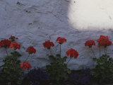 Red Geraniums Growing in a Flowerbed Alongside a White Wall