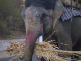 A View of an Elephant That Works as a Taxi for Tourists at the Amber Fort