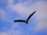 Bald Eagle in Flight