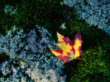 A Maple Leaf Lies on a Bed of Moss and Lichen in Autumn