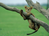 A Lion Cub Hangs from a Branch