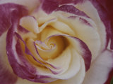 A Close View of a Cream Colored Rose with Pink Edges