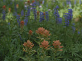 Indian Paintbrush and Purple Lupine Wildflowers  Wyoming