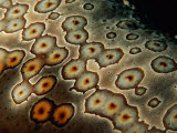 Close View of a Sea Cucumber (Bohadschia Argus)
