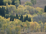 A Stand of Aspen and Evergreen Trees