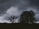 Trees Stand in Silhouette on a Dark Cloudy Day