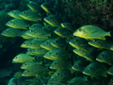 Blue Striped Grunt (Haemulon Sciurus)